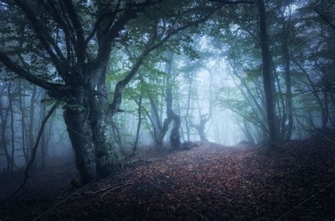 Autumn Foggy Forest By Den Belitsky On Creativemarket Drzewa