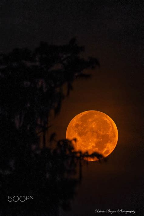 Full Moon Fever Full Moon Setting Over A Cypress Swamp Cypress
