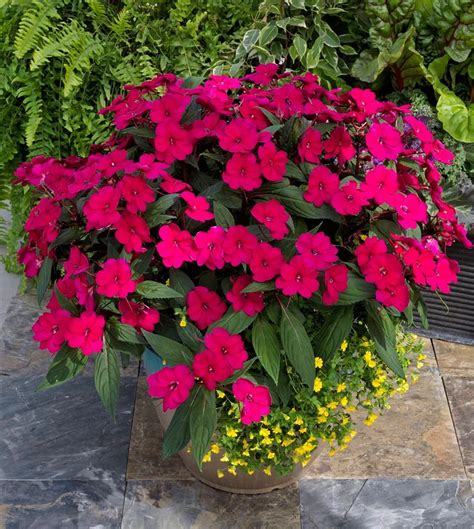 It does well in full sunlight, though it can manage in partial shade as well, which makes it the best flower to plant in florida! Sunpatiens aare a great alternative to standard impatiens ...