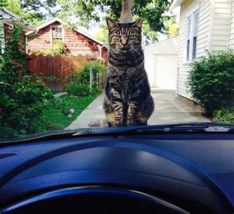 Maybe you would like to learn more about one of these? How To Tell If Your Cat Is Plotting To Kill You In 28 ...