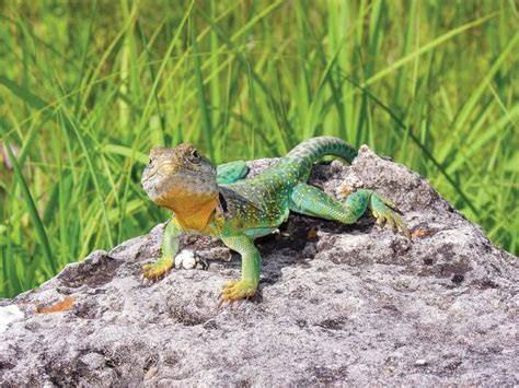 The Rebound Of The Eastern Collared Lizard Missouri Department Of