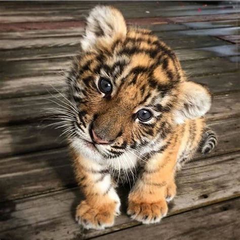 So Beautiful Baby Tiger 🐅 Listening Carefully Please Follow