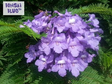 Jacaranda bonsai blue ist wirklich einzigartig, da es die weltweit erste zwerg jacaranda ist. Jacaranda mimosifolia Bonsai Blue ('Sakai01' | Flower ...