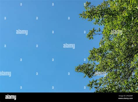 Sunny Canopy Hi Res Stock Photography And Images Alamy