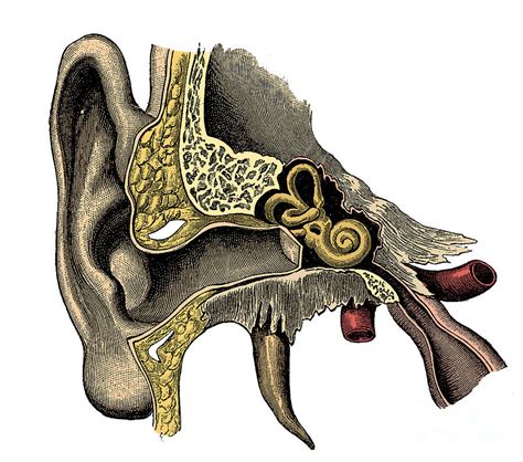 Ear Anatomy Photograph By Science Source