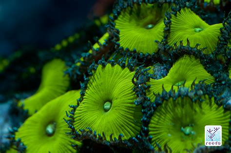 Zoanthids A Photographic Journey