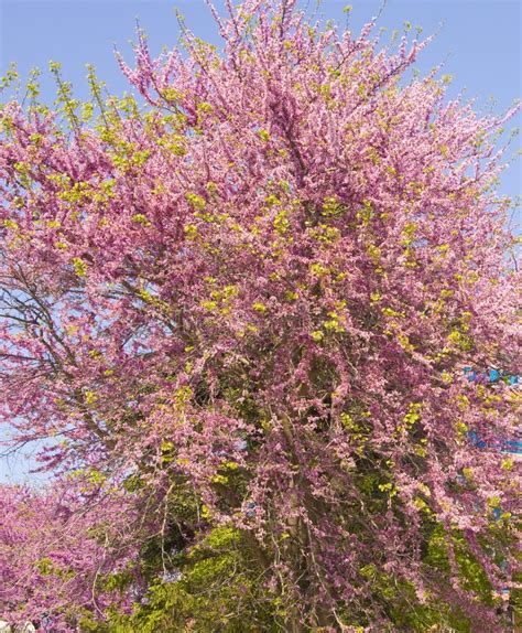 Cercis Redbud Tree In Blossom Stock Image Image Of Summer Helena