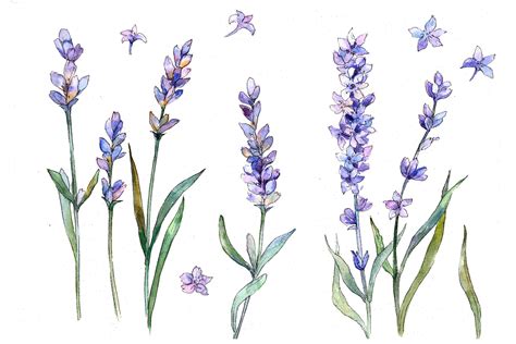 Sweet Purple Lavender Flower Png Watercolor Set 111141