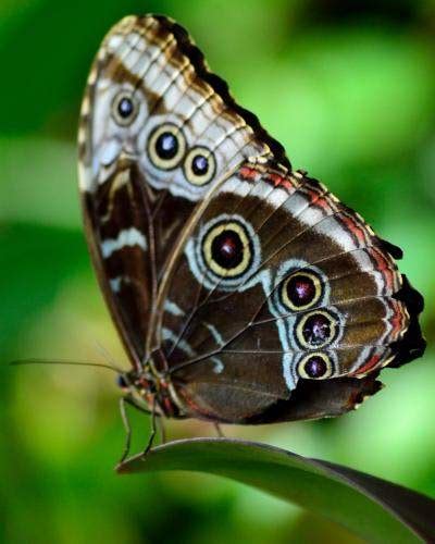 Species Profile Blue Morpho Butterfly Morpho Peleides Rainforest