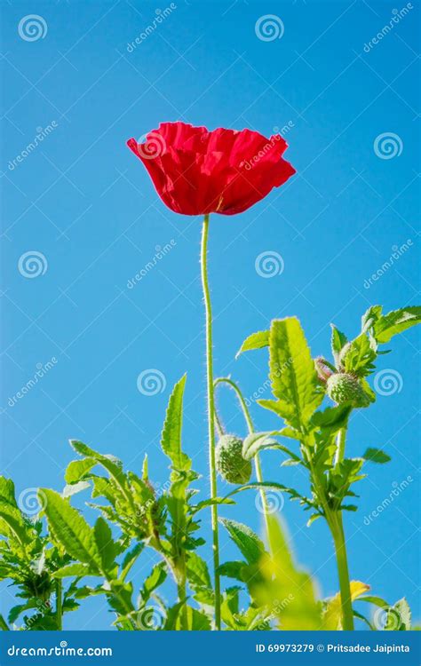 Field Of Bright Red Corn Poppy Flower Stock Image Image Of Outdoor