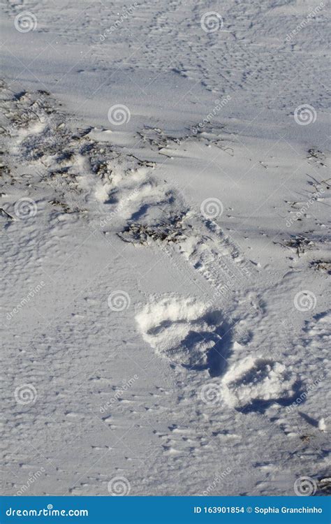 Polar Bear Tracks In Snow Near Churchill Stock Photo Image Of Large