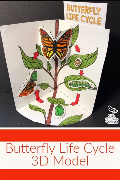 3d Life Cycle Of A Butterfly Craft Template