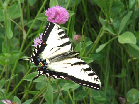 Eastern Tiger Swallowtail Papilio Glaucus Kevin Matteson Flickr