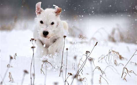 White Snow Dog Playing Wallpapers Hd Desktop And Mobile Backgrounds