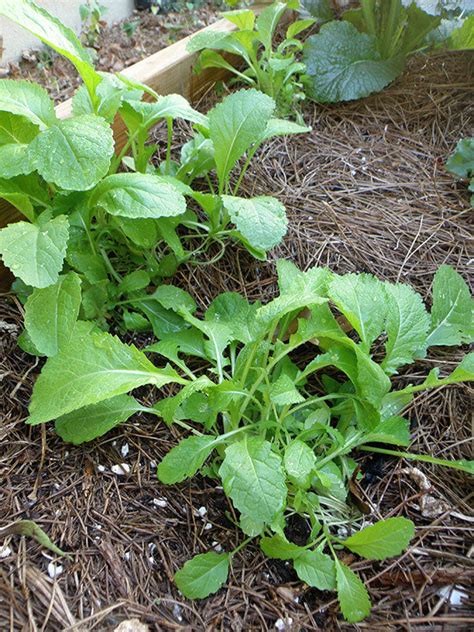 Growing Mustard Greens Plants General Planting And Growing Tips