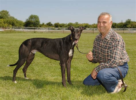 Aus wikipedia, der freien enzyklopädie. Westmead Hawk | Greyhound Board of Great Britain
