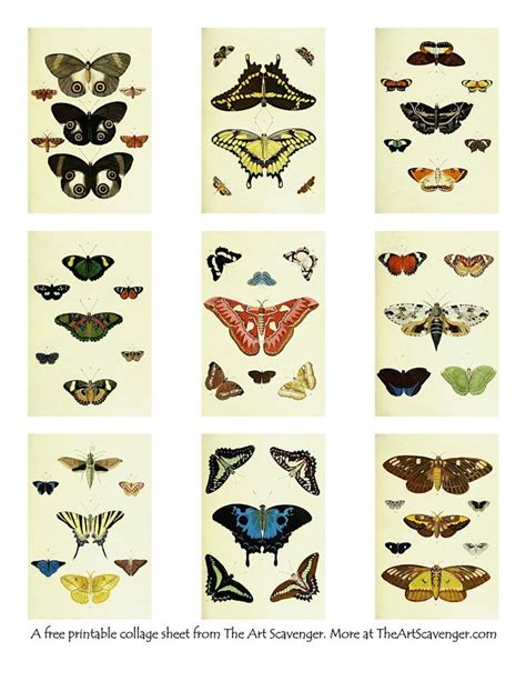 Free Exotic Butterflies Moths Collage Sheet Printables Artofit