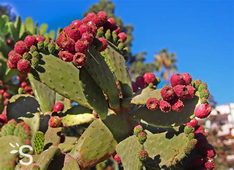 Nopal figuier de barbarie Plantes et Actifs Naturels