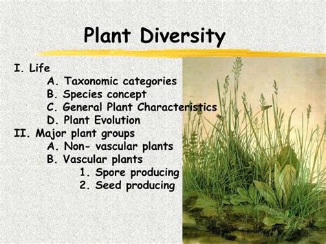 Ppt Plant Diversity Powerpoint Presentation Free Download Id5991241