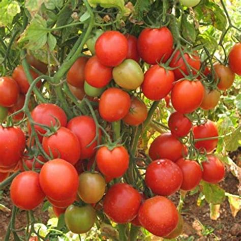 Arka Apeksha F1 Tomato Hybrid 100 Seeds