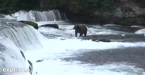 Watch Bear Cam At Katmai National Park And Preserve In Alaska Cbs