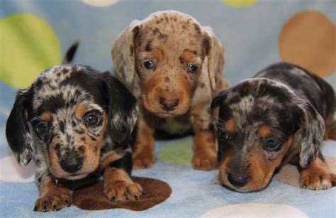 Our dachshund puppies are sold and shipped to all 50 states. Blue Merle Dachshund For Sale | PETSIDI