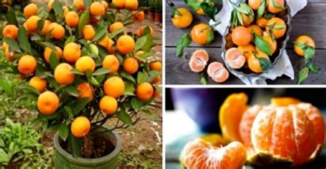 How To Grow Tangerines From Seeds 101 Gardening Tangerine Tree