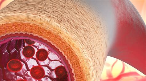 New Artificial Blood Vessel Integrates Into The Body Advanced Science