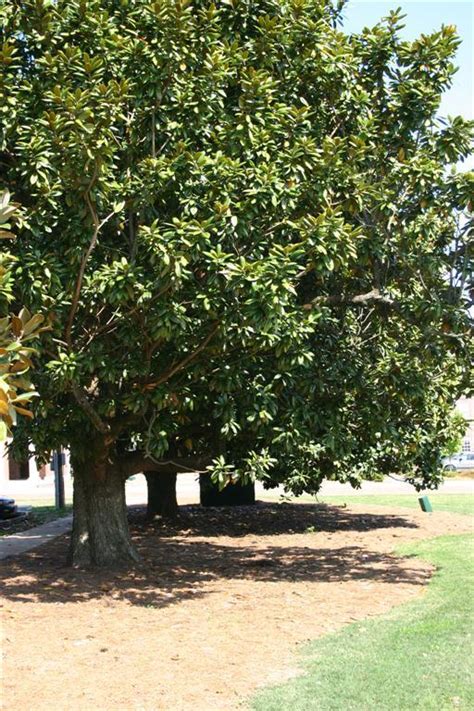 Magnolias are one of the most beloved flowering trees you can plant in your garden, and with good magnolias are good as strictly ornamental plants, though they do produce berries that the birds enjoy. Your Complete Guide To Magnolia Trees | The Tree Center™