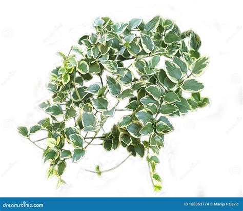 Decorative Ivy Leaves On White Background Stock Photo Image Of Flower