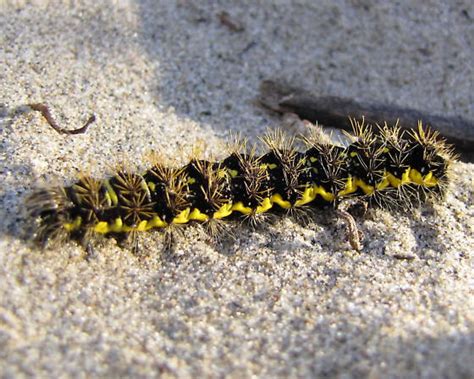 Blackyellow Spiked Caterpillar Acronicta Oblinita Bugguidenet