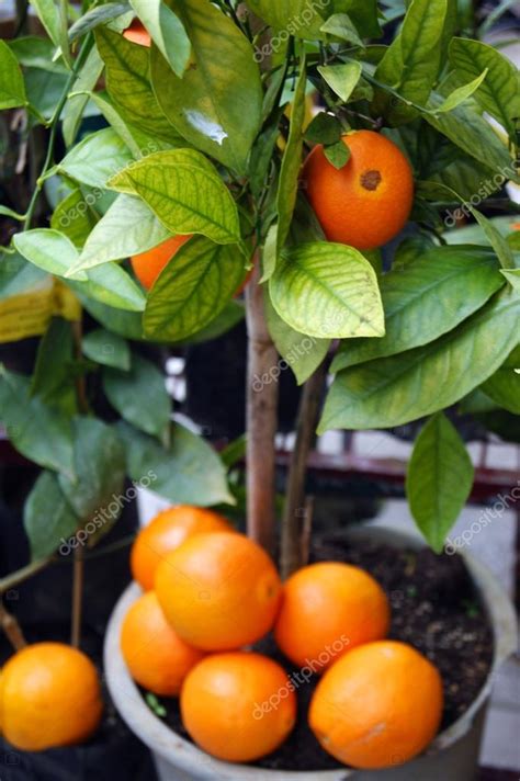 Seedling Orange Tree Stock Photo By ©tatianatorgonskaya 102242294