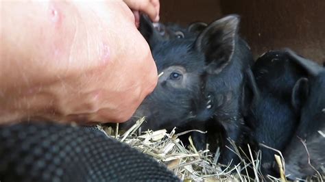 Training Piglets To Be Handled YouTube