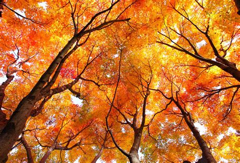 Fall Foliage Why Leaves Change Color Live Science