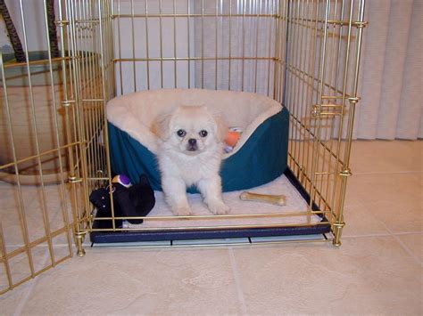 Why to crate train your puppy? Puppy Training When Working Full-Time