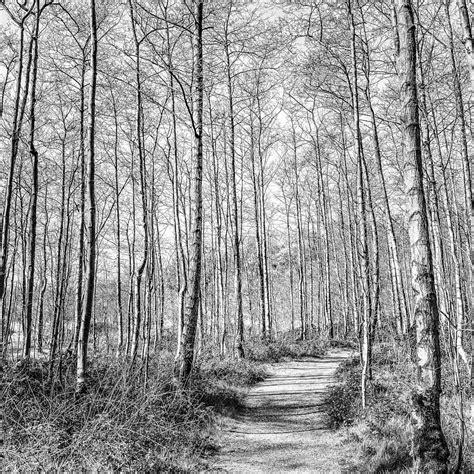 A Walk In The Woods Helen M Bushe Flickr