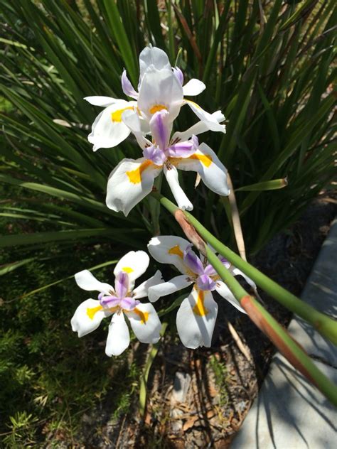 For the member's safety, and for the progression and. San Clemente in bloom during the summer | During the ...