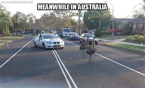 Find the newest australia day meme. Things Are A Little Different In Australia - 28 Pics