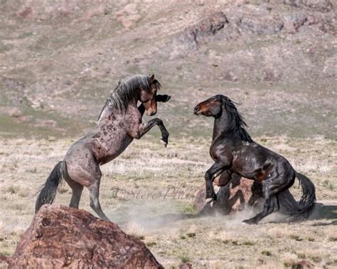 Items Similar To Wild Horses Mustang Stallions Photograph Fighting