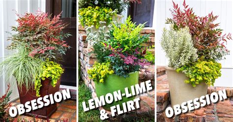 Plant Combinations Obsession Nandina Containers Welcome Guests