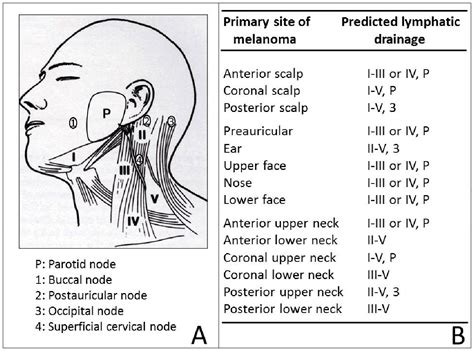 7 Levels Of Lymph Nodes In Neck Revolutionbezy