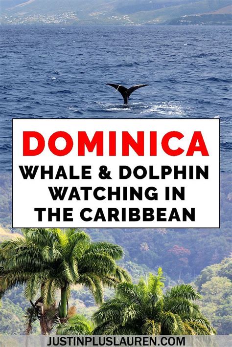 Dolphin And Whale Watching In Dominica Best Places To See Whales In