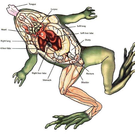 Dissected Frog Frog Diagram Anatomy