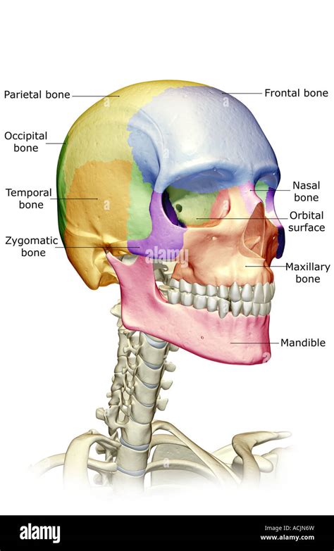 Los Huesos De La Cabeza Y Cuello Y Cara Fotografía De Stock Alamy