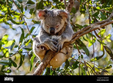 Cuddly Eucalyptus Leaves High Resolution Stock Photography And Images