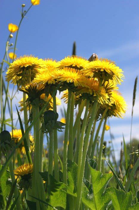 Yellow Dandelions In A Meadow Free Image Download