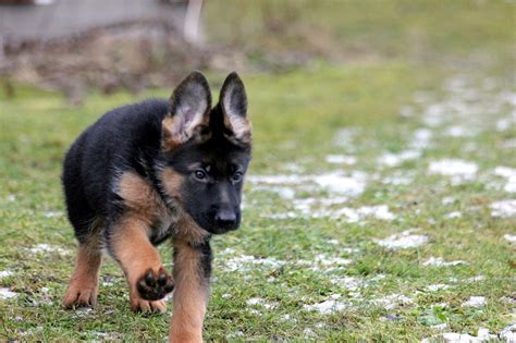 What To Look For When Buying A German Shepherd Puppy Ethical Step By