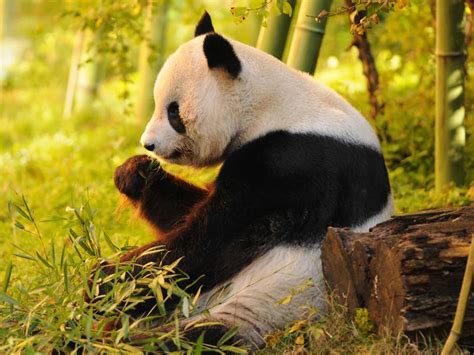 The Best Places To See Pandas In China On The Go Tours