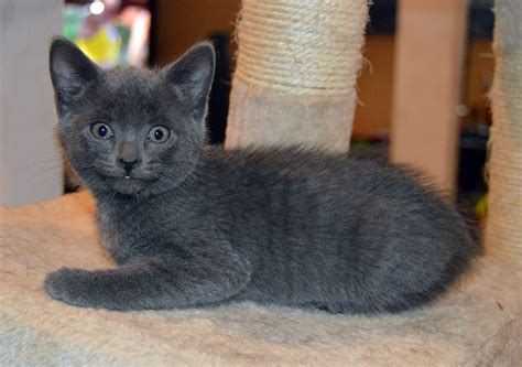 This little darling is so cute we could just eat her right up. Two grey kittens and one black kitten — homes needed ...