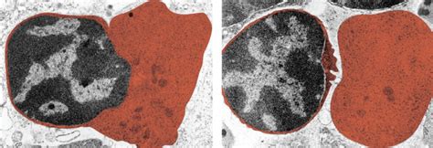 Synthesis of ribosomal rna takes place in the nucleolus. The Nucleus and DNA Replication | Anatomy and Physiology I